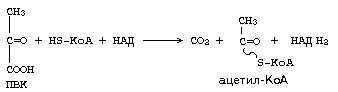 окислительное декарбоксилирование пирувата - student2.ru
