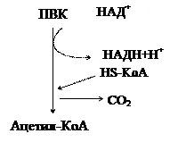 Окислительное декарбоксилирование ПВК - student2.ru