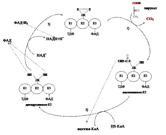 Окислительное декарбоксилирование ПВК - student2.ru