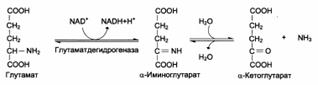 Окислительное дезаминирование - student2.ru