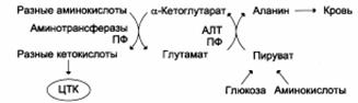 Окислительное дезаминирование - student2.ru