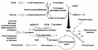 Окислительное дезаминирование - student2.ru