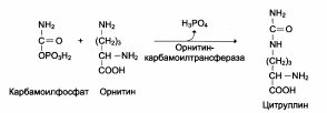 Окислительное дезаминирование - student2.ru