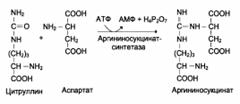 Окислительное дезаминирование - student2.ru