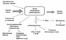 Окислительное дезаминирование - student2.ru