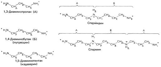 Окислительное дезаминирование - student2.ru