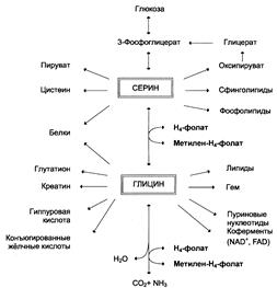 Окислительное дезаминирование - student2.ru