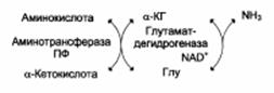 Окислительное дезаминирование - student2.ru