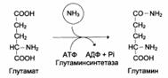 Окислительное дезаминирование - student2.ru