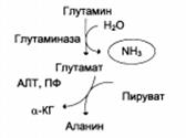 Окислительное дезаминирование - student2.ru