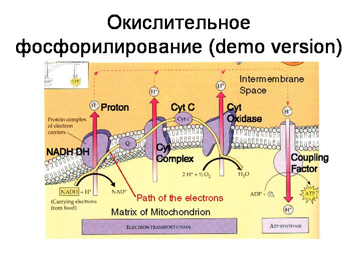 Окислительное фосфорилирование. - student2.ru