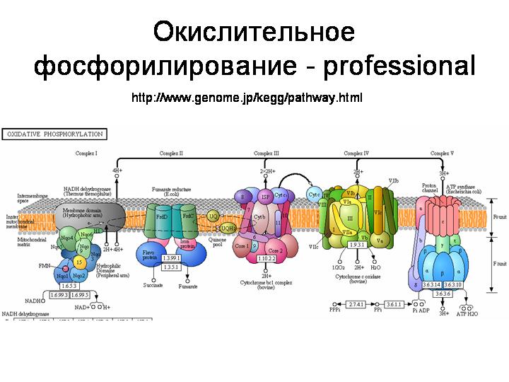 Окислительное фосфорилирование. - student2.ru