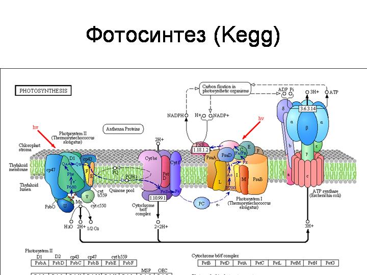 Окислительное фосфорилирование. - student2.ru