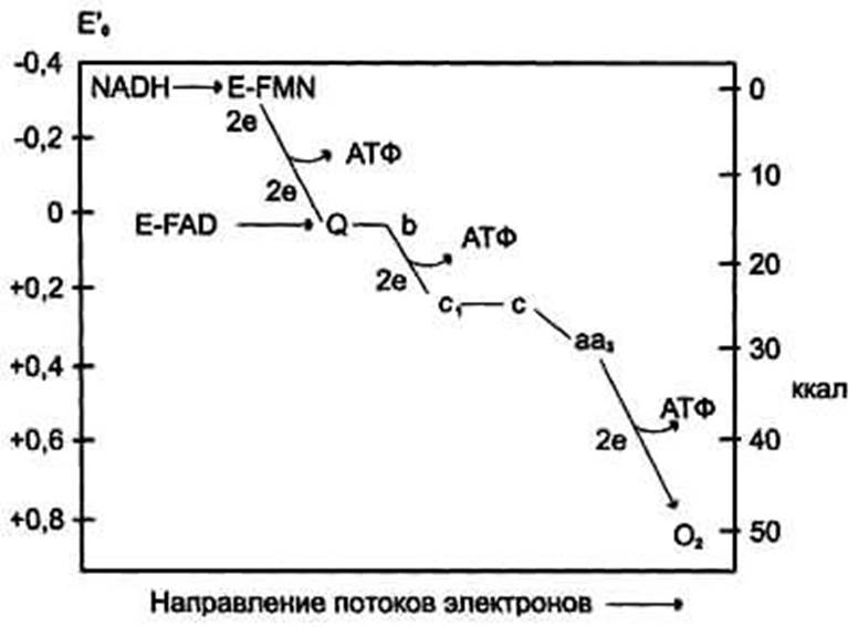 Окислительное фосфорилирование. - student2.ru