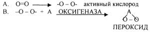 окислительное фосфорилирование. история учения о биологическом окислении - student2.ru