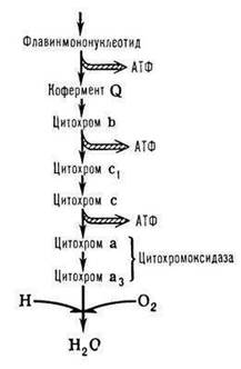 Окислительное фосфорилирование. Пункты сопряжения окисления и фосфорилирования. АТФ-синтетаза митохондрий - student2.ru