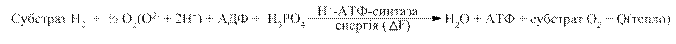 Окиснювальне та субстратне фосфорилування - student2.ru