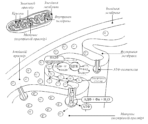 Окиснювальне та субстратне фосфорилування - student2.ru