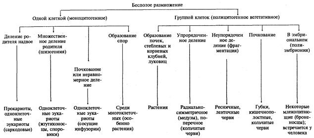 онтогенетический уровень организации живого - student2.ru