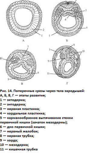 Онтогенез нервной системы. - student2.ru