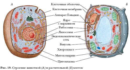 Опорно-двигательная система. Как известно, тела всех живых организмов состоят из клеток - student2.ru