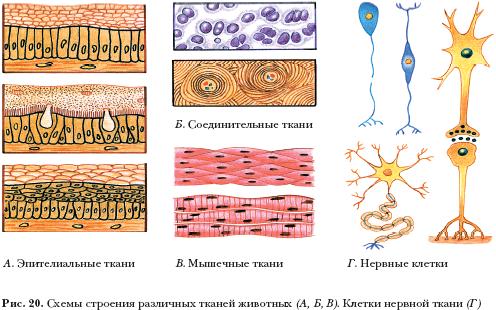 Опорно-двигательная система. Как известно, тела всех живых организмов состоят из клеток - student2.ru