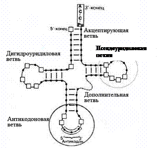 Определение активности фермента - student2.ru