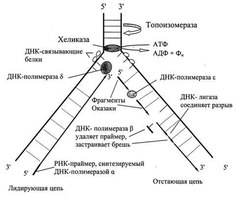 Определение активности фермента - student2.ru