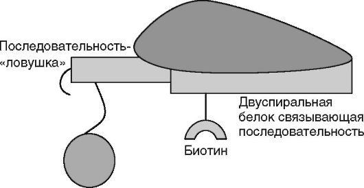 Определение факторов транскрипции во внутриядерном содержимом - student2.ru