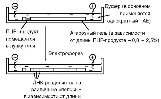 Определение факторов транскрипции во внутриядерном содержимом - student2.ru