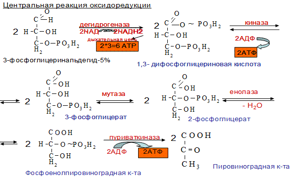 Определение уровня глюкозы в крови с помощью глюкометра One Touch ultra - student2.ru