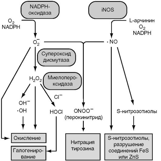 Определение выработки активных форм кислорода и оксида азота - student2.ru