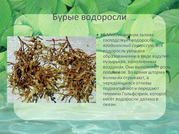 Опускаясь еще глубже, мы видим, что в подводном царстве становится все больше удивительных бурых водорослей - student2.ru