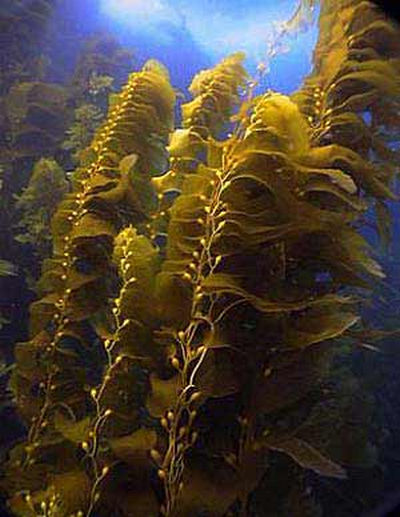 Опускаясь еще глубже, мы видим, что в подводном царстве становится все больше удивительных бурых водорослей - student2.ru