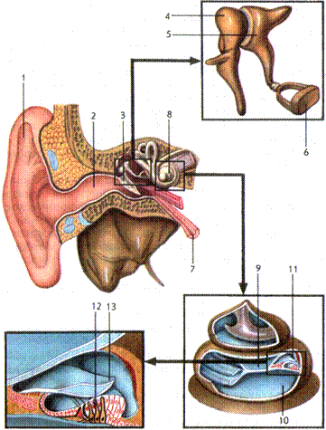 орган слуха и равновесия. строение и функции органа слуха - student2.ru