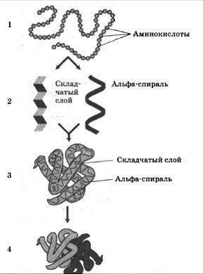 Органические вещества клетки - student2.ru