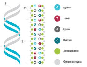Органические вещества клетки - student2.ru