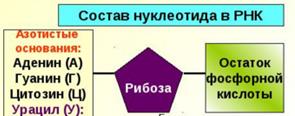 Органические вещества клетки - student2.ru
