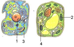 органоиды растительной клетки - student2.ru