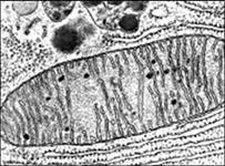 органоиды растительной клетки - student2.ru