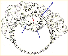 органов и зародышевых оболочек - student2.ru