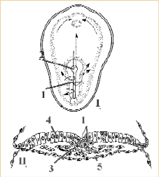 органов и зародышевых оболочек - student2.ru