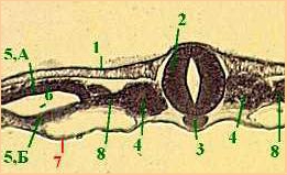 органов и зародышевых оболочек - student2.ru