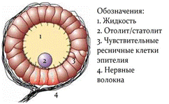 Органы чувств у плоских червей - student2.ru