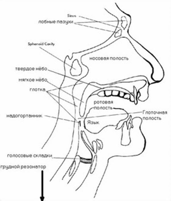 органы голосового аппарата - student2.ru