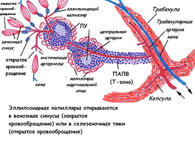 органы кроветворения и иммуногенеза - student2.ru