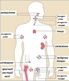 органы кроветворения и иммуногенеза - student2.ru