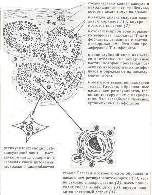 органы кроветворения и иммуногенеза - student2.ru