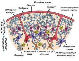 органы кроветворения и иммуногенеза - student2.ru