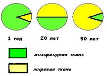 органы кроветворения и иммуногенеза - student2.ru